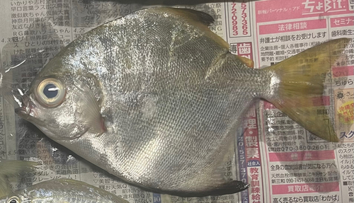 ヒメツバメウオの釣果