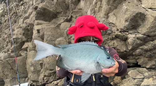 クチブトグレの釣果