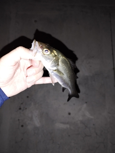 フッコ（マルスズキ）の釣果