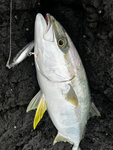 ヒラマサの釣果