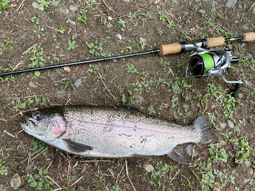 ニジマスの釣果