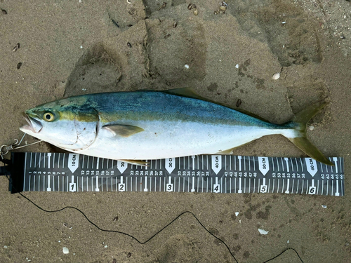 メジロの釣果