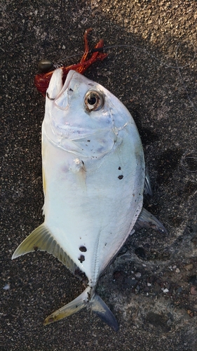 メッキの釣果