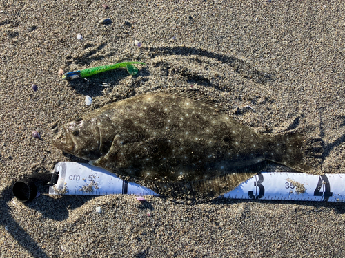 ヒラメの釣果