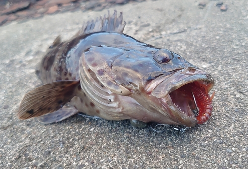 チャイロマルハタの釣果