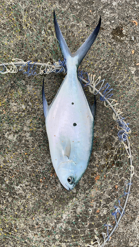 コバンアジの釣果