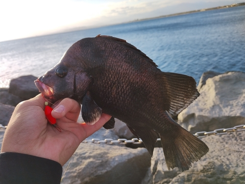 ヒゲダイの釣果