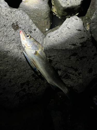 セイゴ（マルスズキ）の釣果