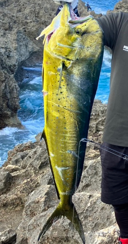 シイラの釣果