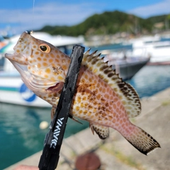 オオモンハタの釣果