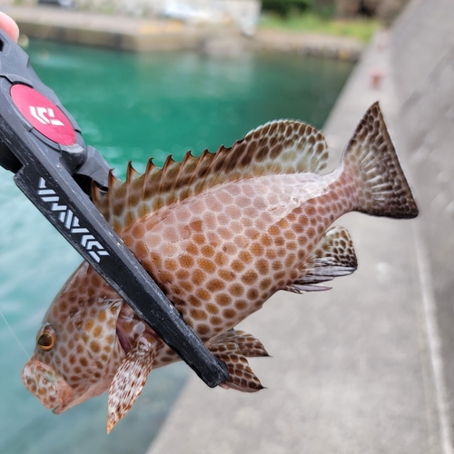 オオモンハタの釣果