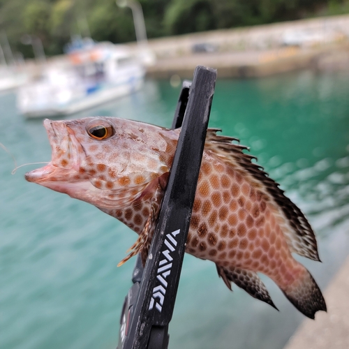 オオモンハタの釣果