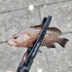 オオモンハタの釣果