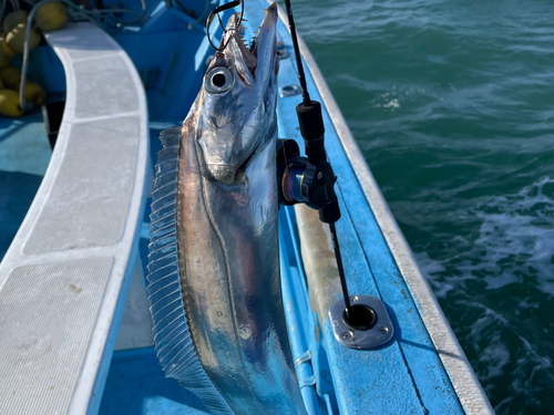 タチウオの釣果