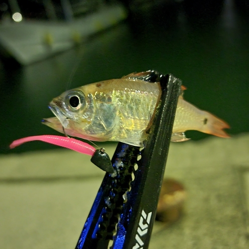 ネンブツダイの釣果