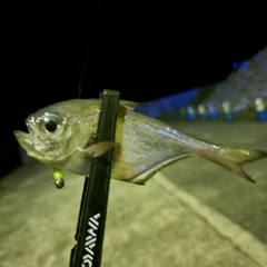 ミナミハタンポの釣果