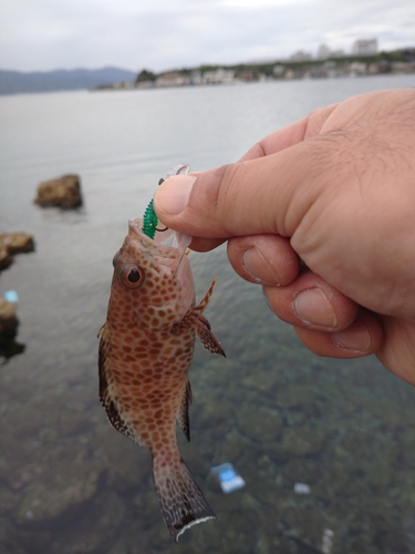 オオモンハタの釣果