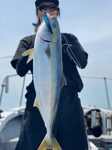 ワラサの釣果