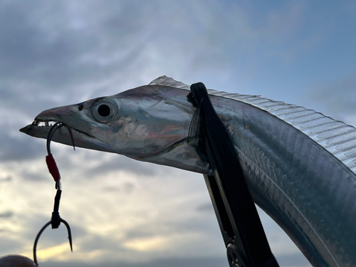 タチウオの釣果