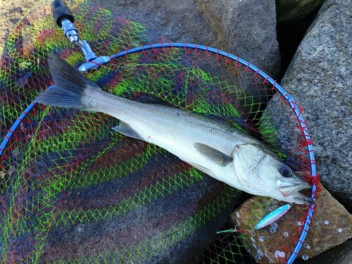 フッコ（マルスズキ）の釣果