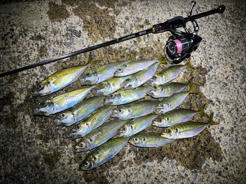 アジの釣果