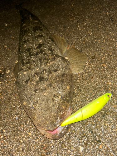 マゴチの釣果