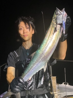 サワラの釣果