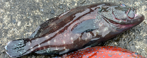 オオモンハタの釣果