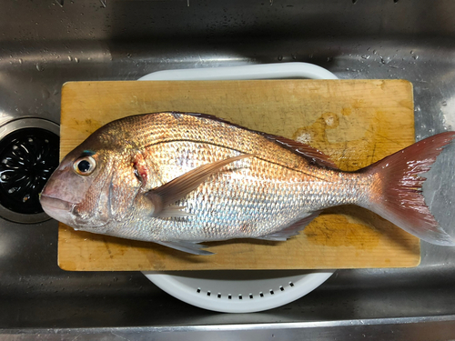 アマダイの釣果