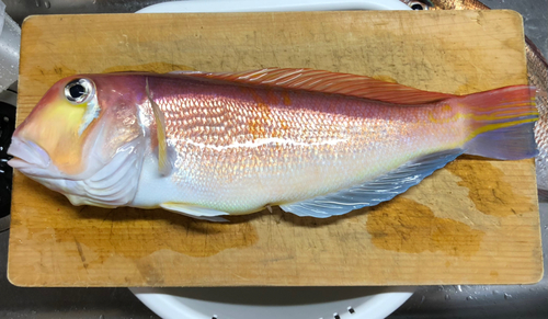 アマダイの釣果