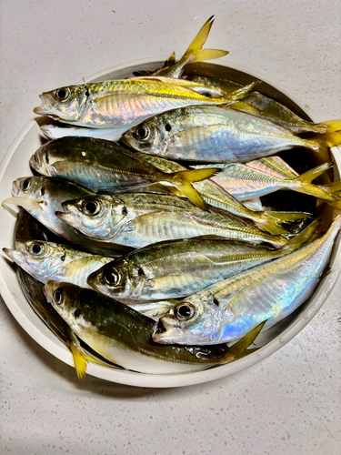 アジの釣果