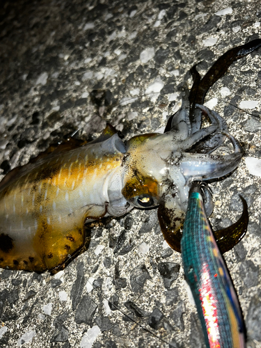 イカの釣果