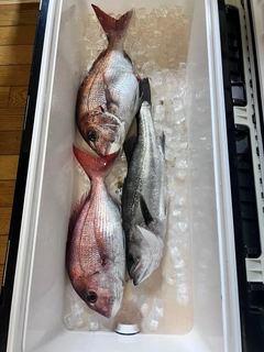 マダイの釣果