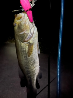 ラージマウスバスの釣果