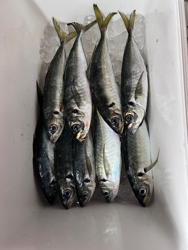 アジの釣果