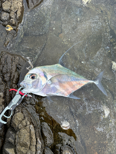 イトヒキアジの釣果