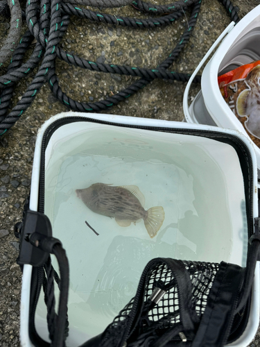 カワハギの釣果