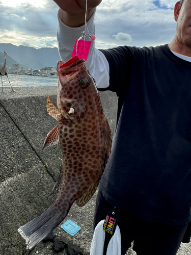 オオモンハタの釣果