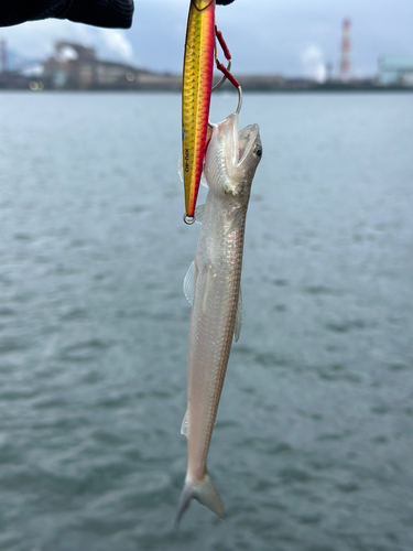 エソの釣果