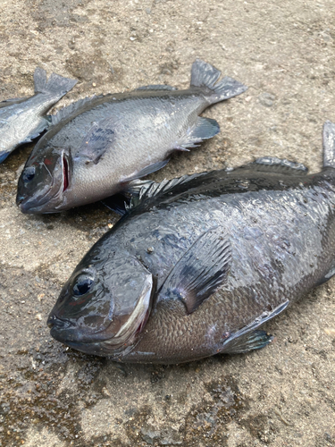 メジナの釣果