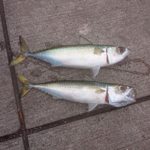 サバの釣果