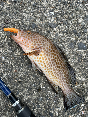 オオモンハタの釣果