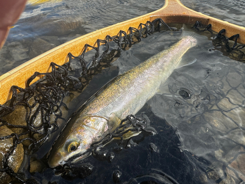 アメマスの釣果