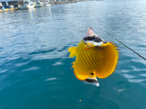 チョウチョウウオの釣果