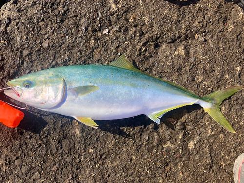 イナダの釣果