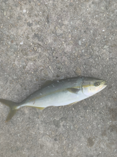 ツバスの釣果