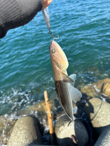 エソの釣果