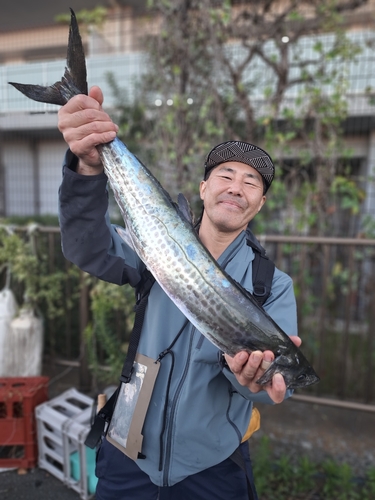 サワラの釣果