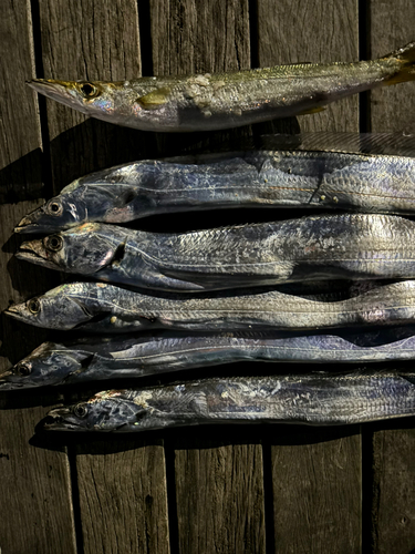 タチウオの釣果