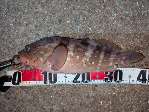 アコウの釣果